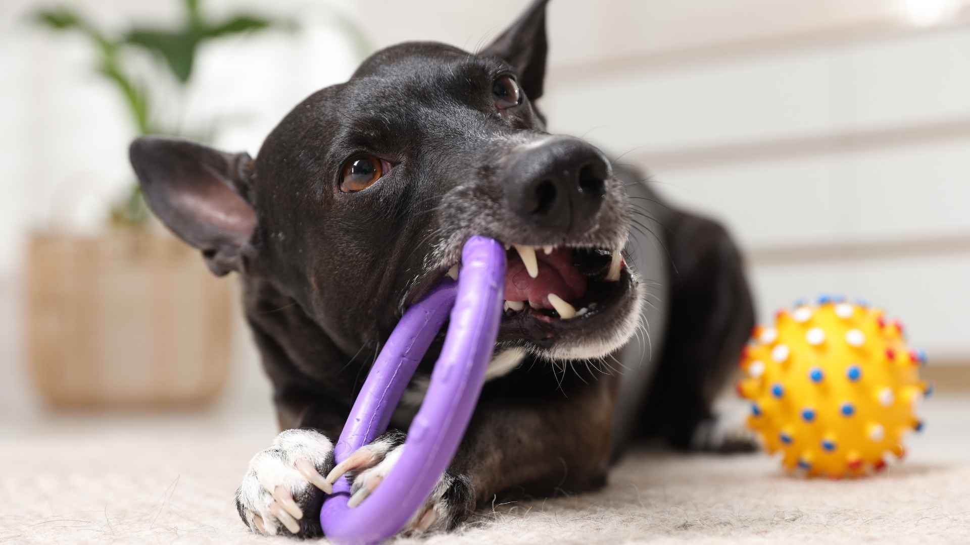 perro con juguete mordedor